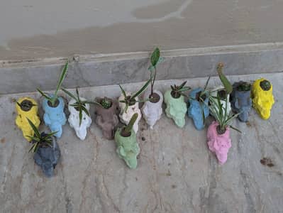 planters colored elephants