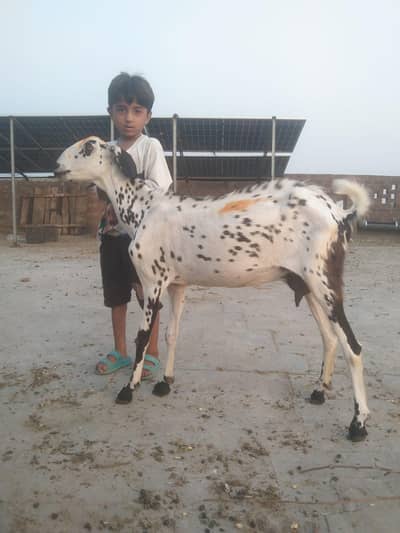 teddi goat for sell arjant