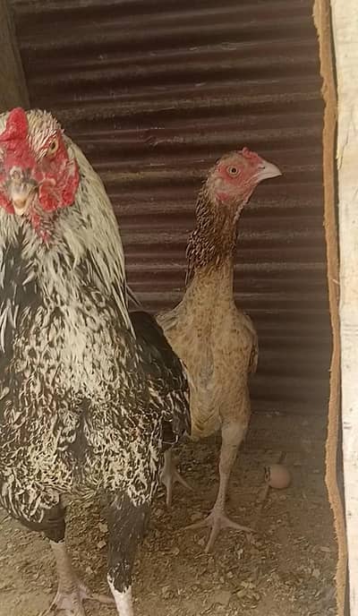 Aseel pairs for sale