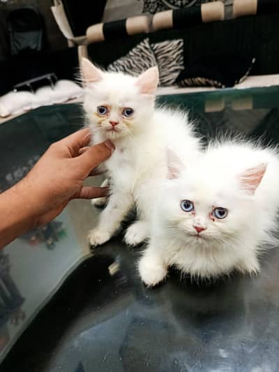 Punch Face kittens