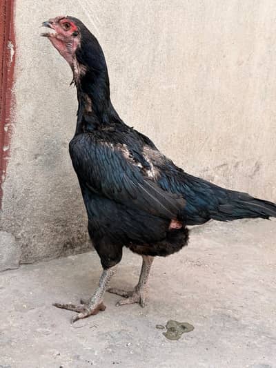 shamo