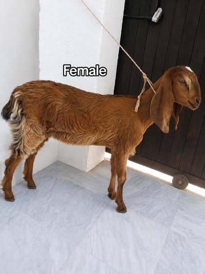 Goat Baby Male And Female