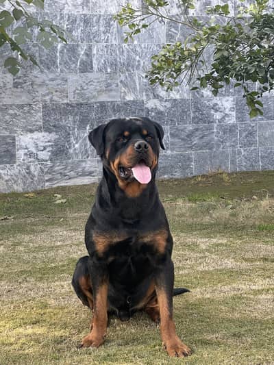 Rott male only for stud