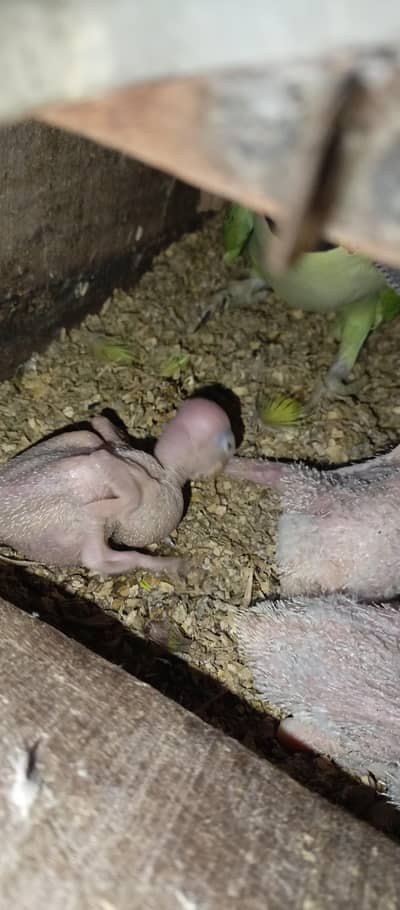 Raw parrot chicks