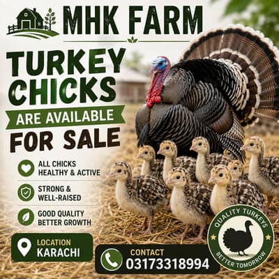 Turkey Chicks
