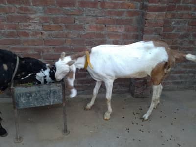 RajanPuri Abluk Bakri/Goat Active