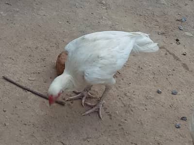 white aseel for sale