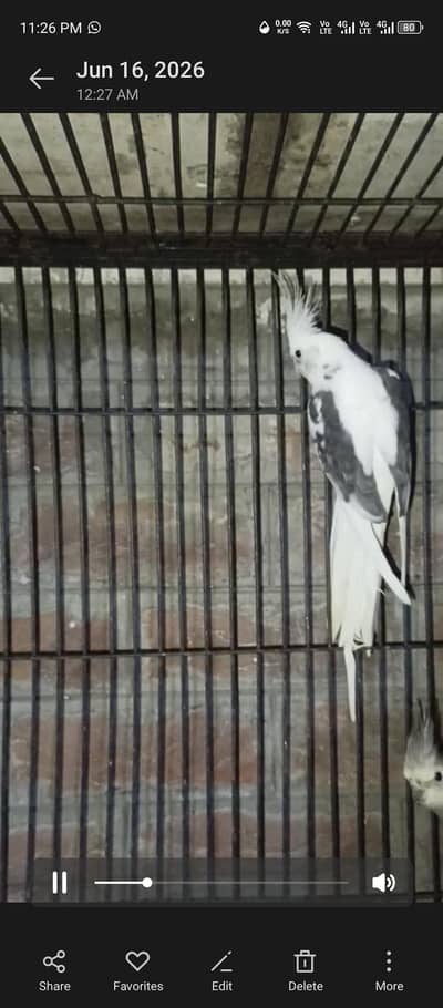 eno v pieds and split fallow breeder pairs