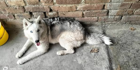 husky