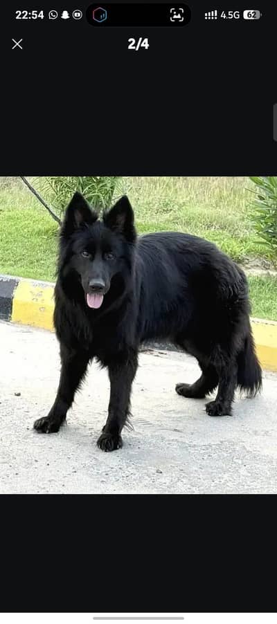 German shepherd female full long code and pedigree 03037510379