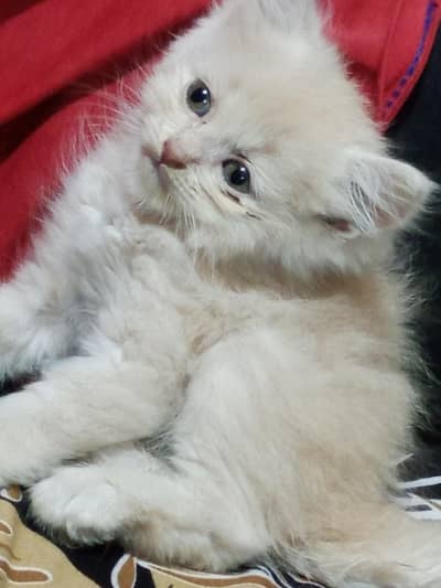 beautiful 3 coated Persian cat