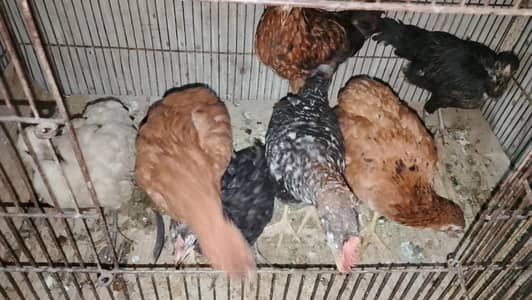 aseel rooster pairs