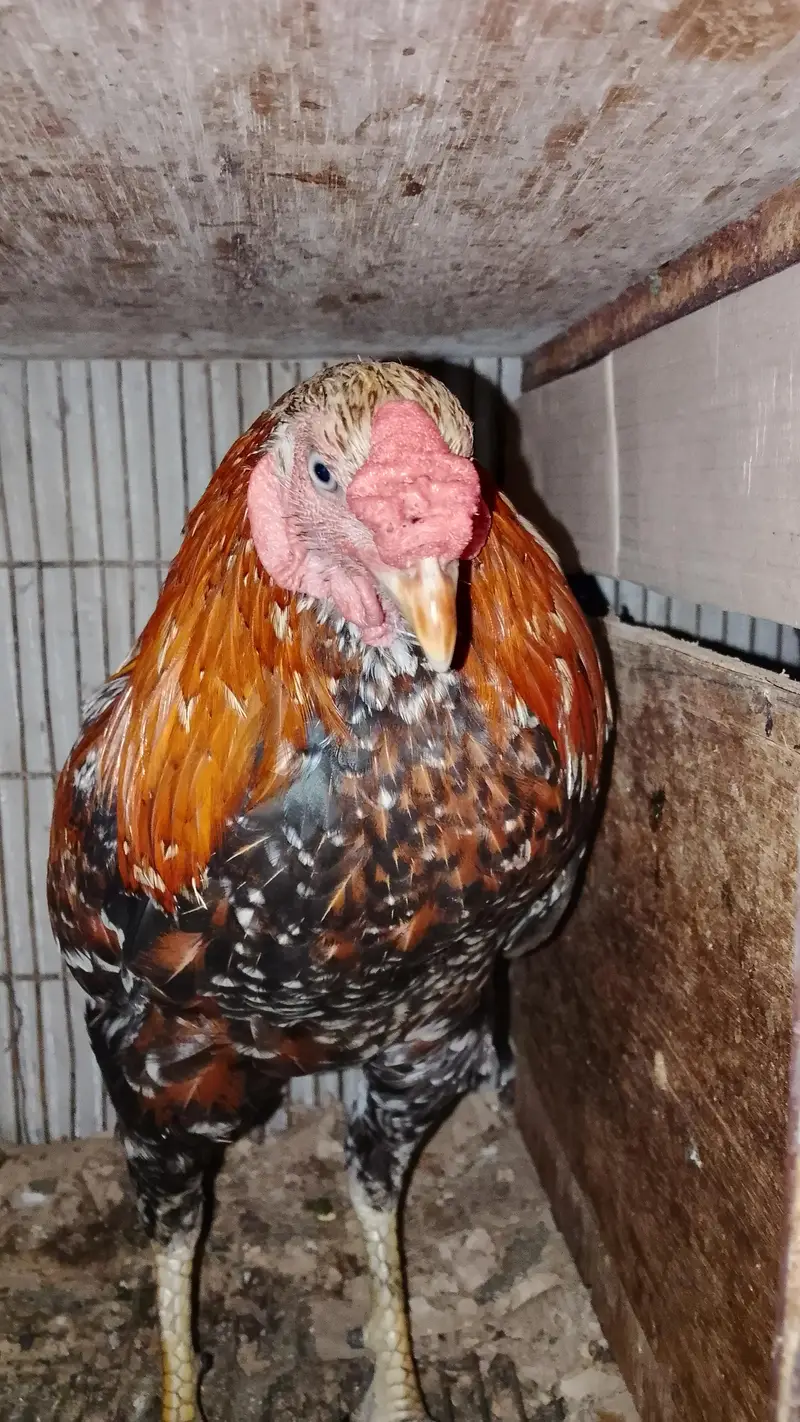 aseel rooster pairs — photo 2