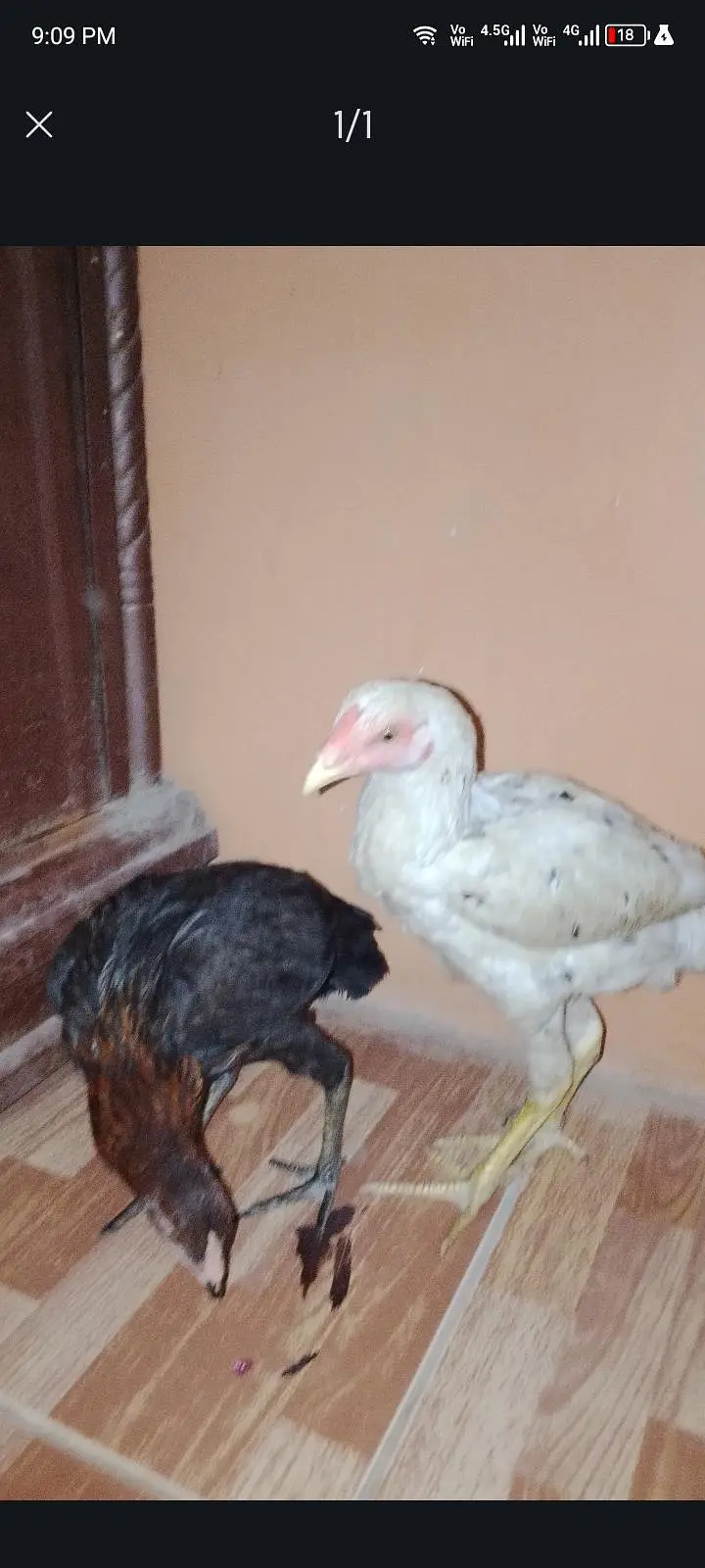 aseel rooster pairs — photo 3
