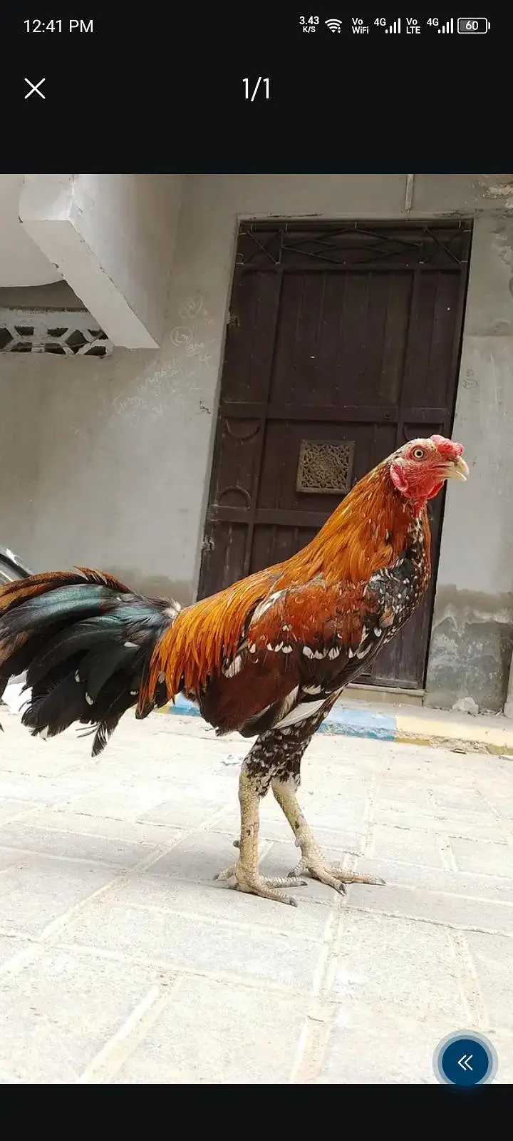 aseel rooster pairs — photo 4