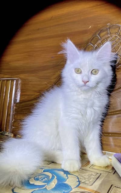 Persian cat