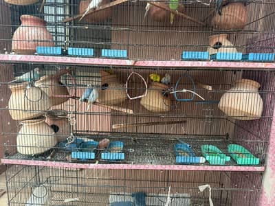 birds available for sale
