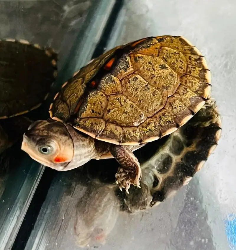 TURTLES FOE SALE — photo 2