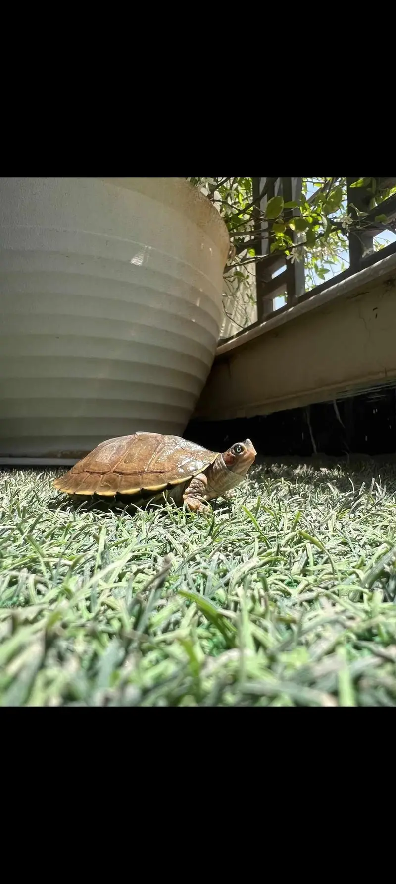 TURTLES FOE SALE — photo 3