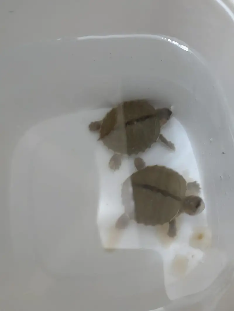 TURTLES FOE SALE — photo 4