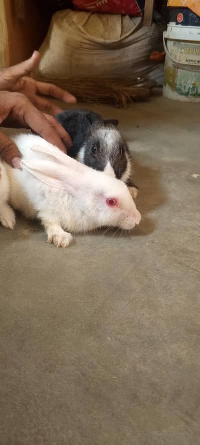 pair 3 baby