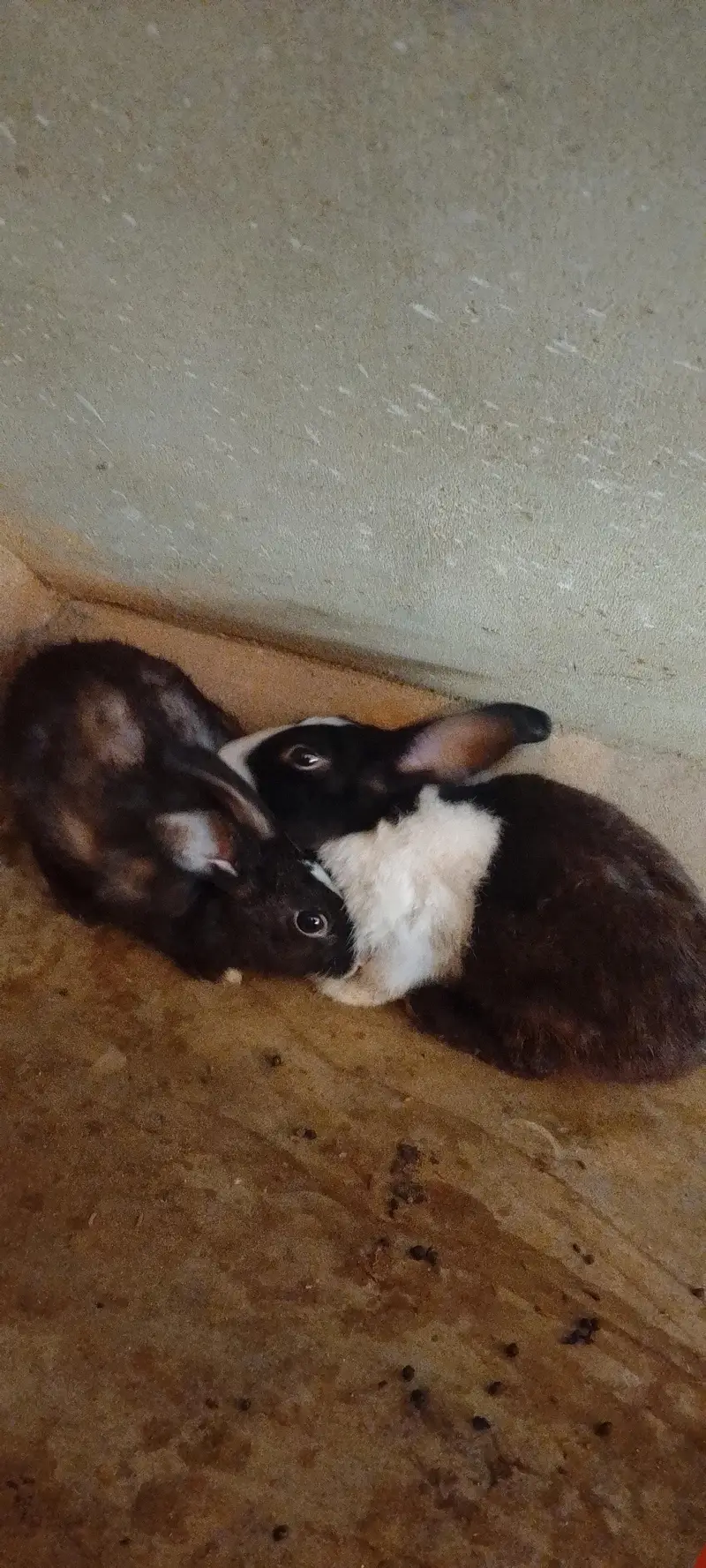 pair 3 baby — photo 5