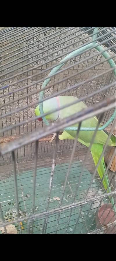ringneck male hat p ata he