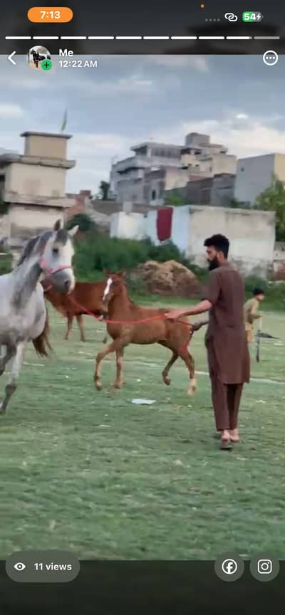 Spanish colt  | fancy hourse |