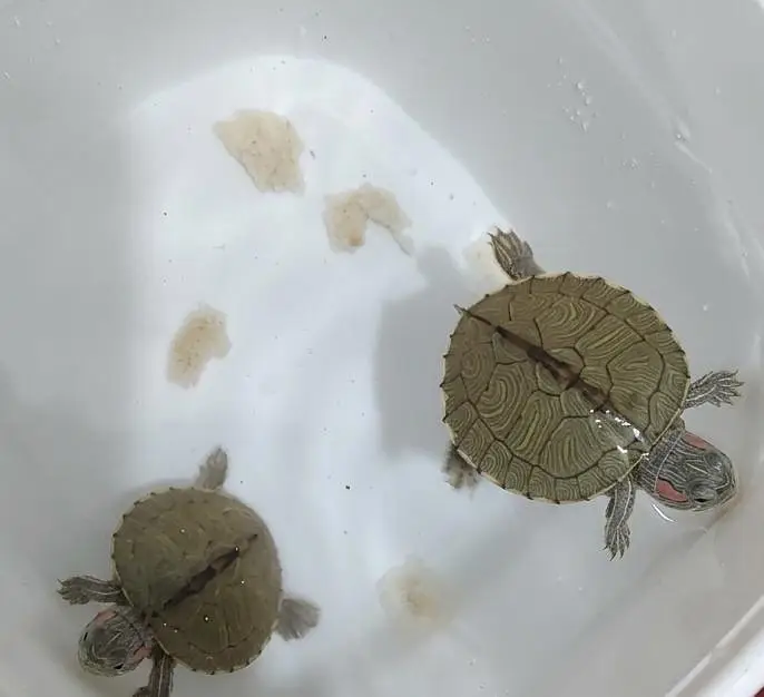 TURTLES FOE SALE — photo 8