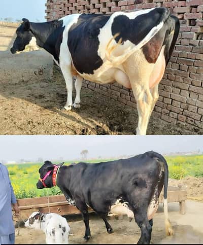 cows for sale