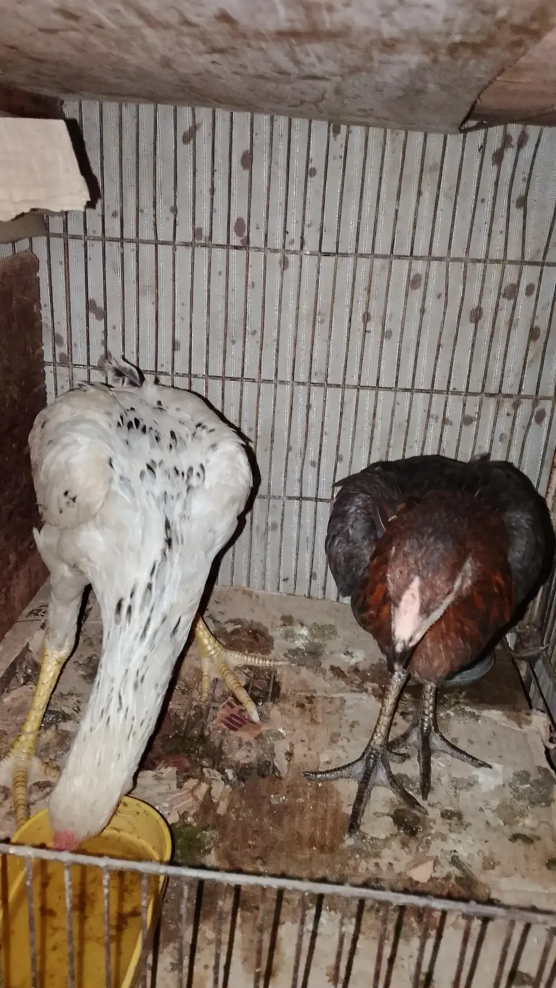 aseel rooster pairs — photo 5