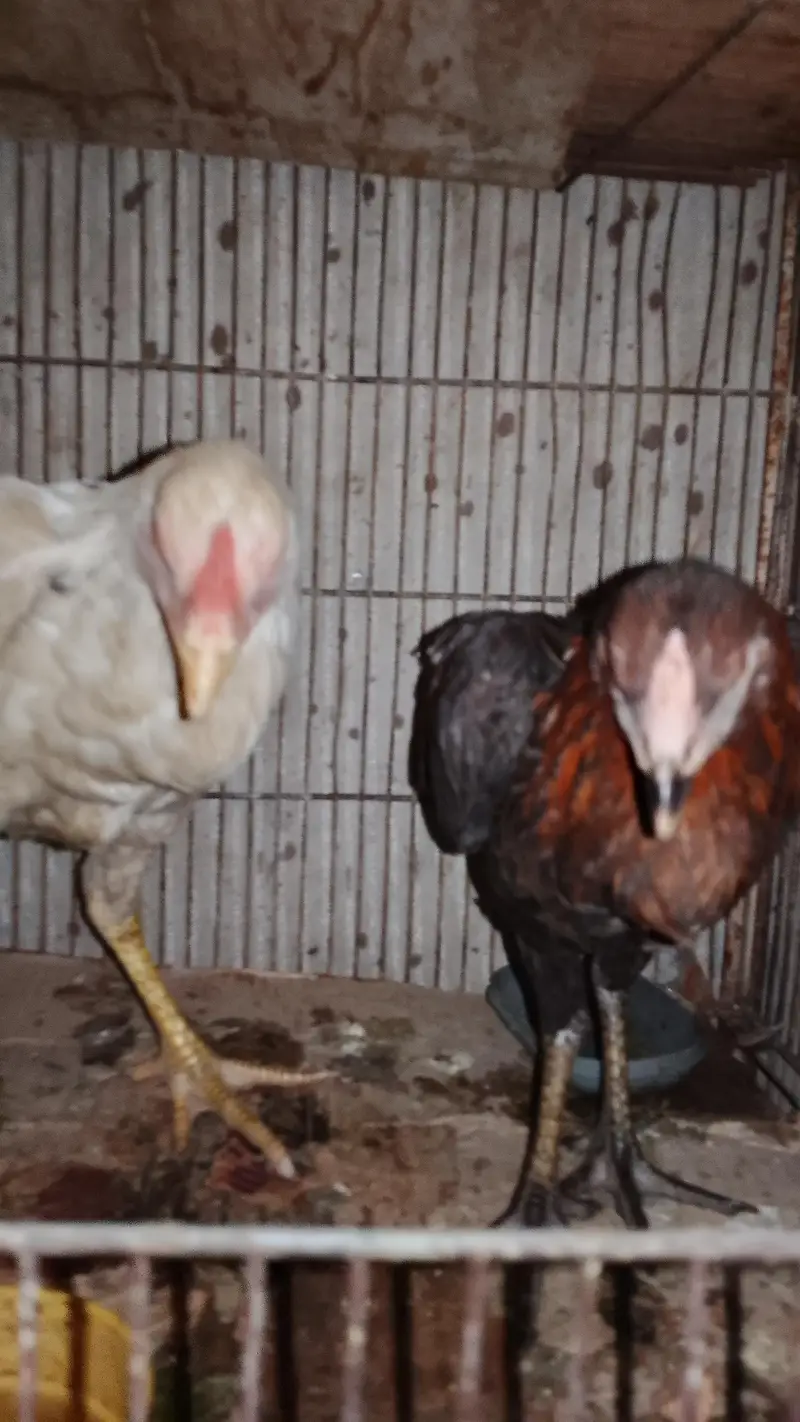 aseel rooster pairs — photo 6