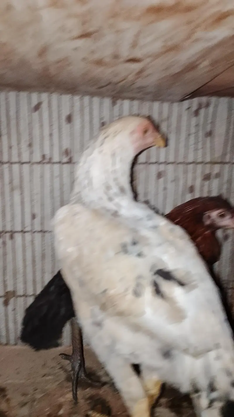 aseel rooster pairs — photo 7