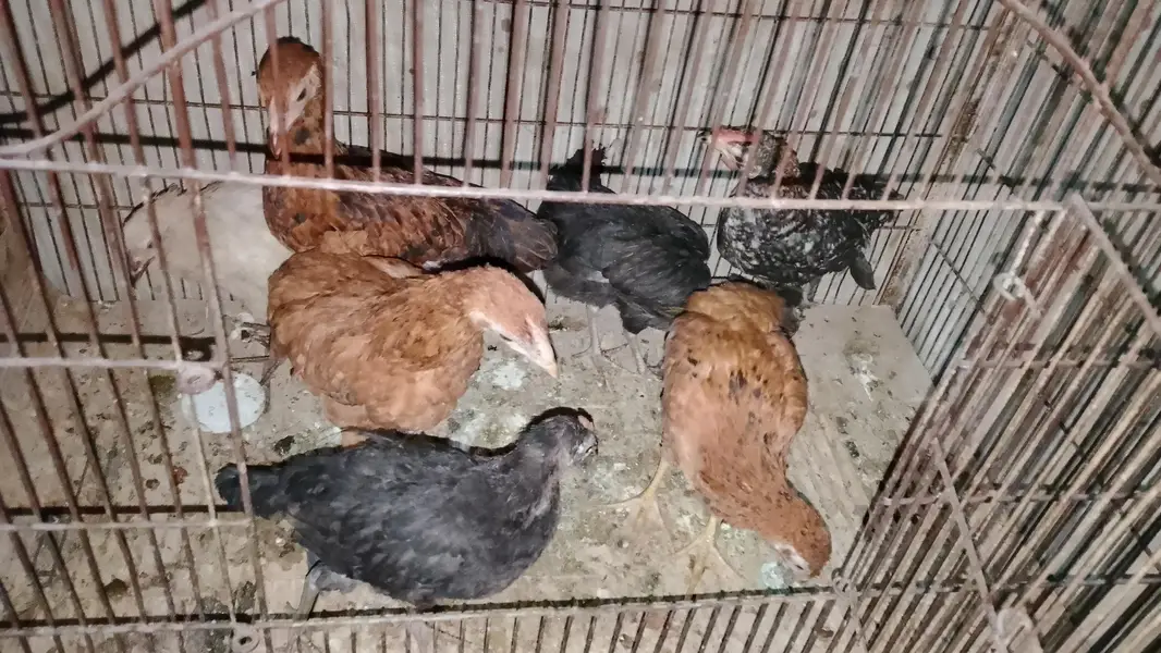 aseel rooster pairs — photo 8