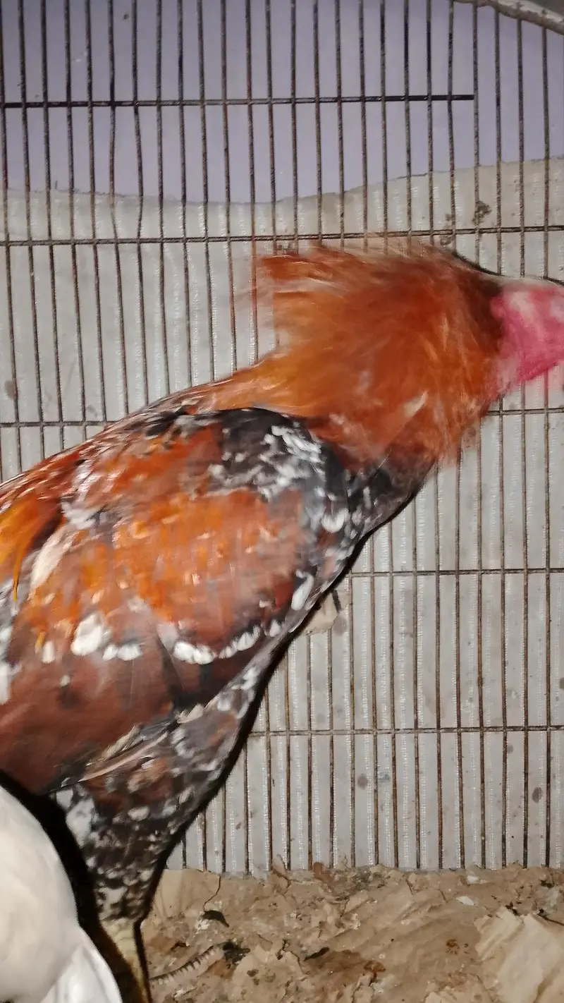 aseel rooster pairs — photo 9