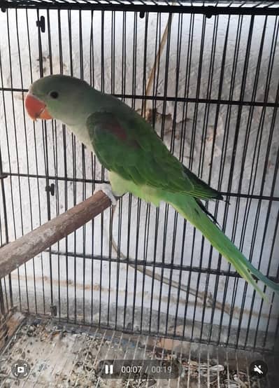 Raw Full Self Chicks Age 4 Months Islamabad