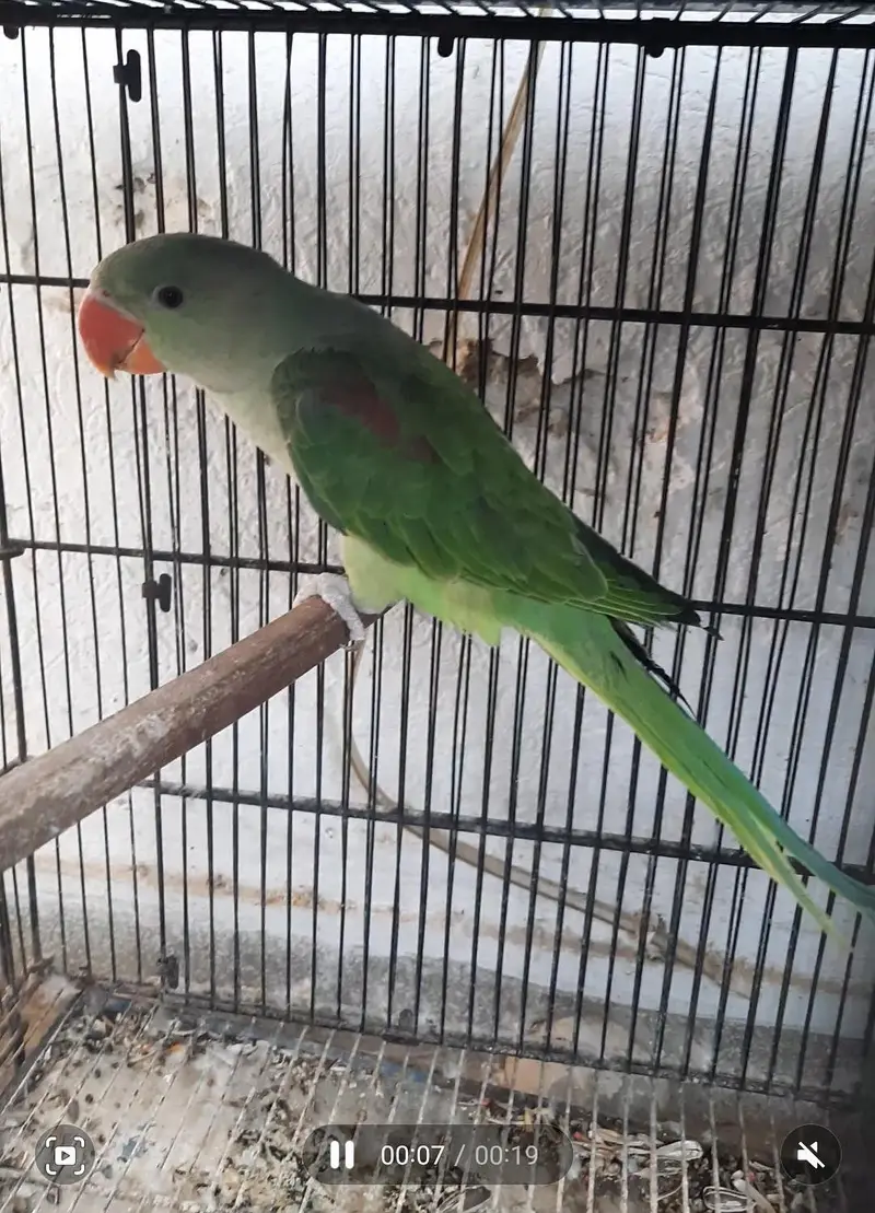 Raw Full Self Chicks Age 4 Months Islamabad