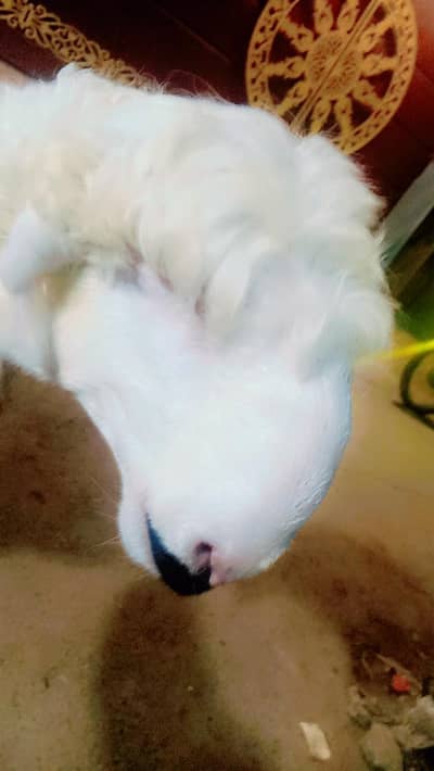 Mondra Bakra For Sale