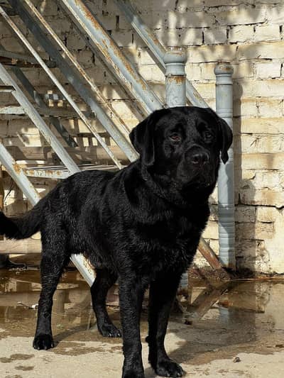 Black American Labrador dog