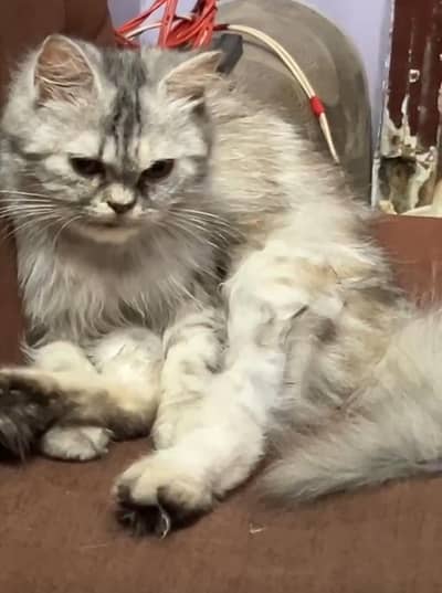 mannu