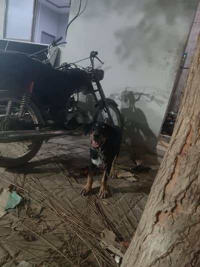 r Rottweiler for sale