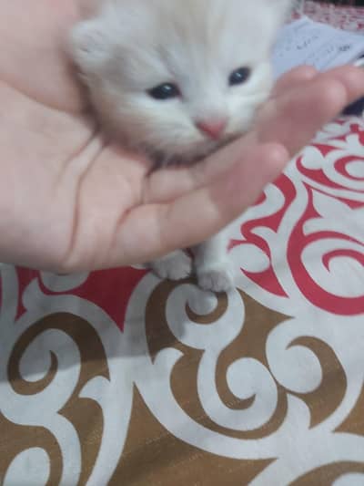 persian kittens for Sale