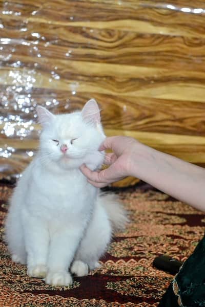 Persian Breeder Female Cat