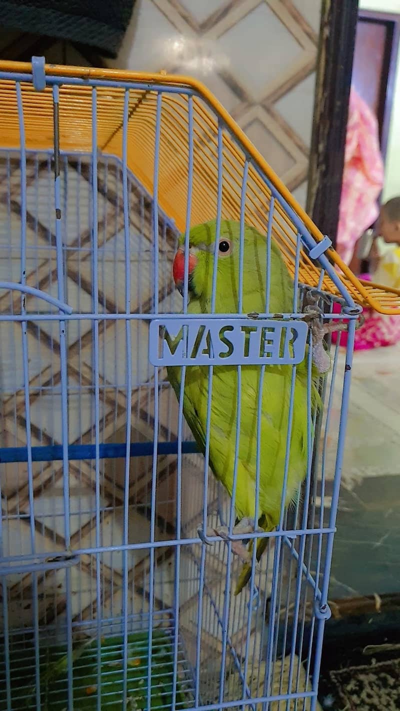 Green Ringneck 0