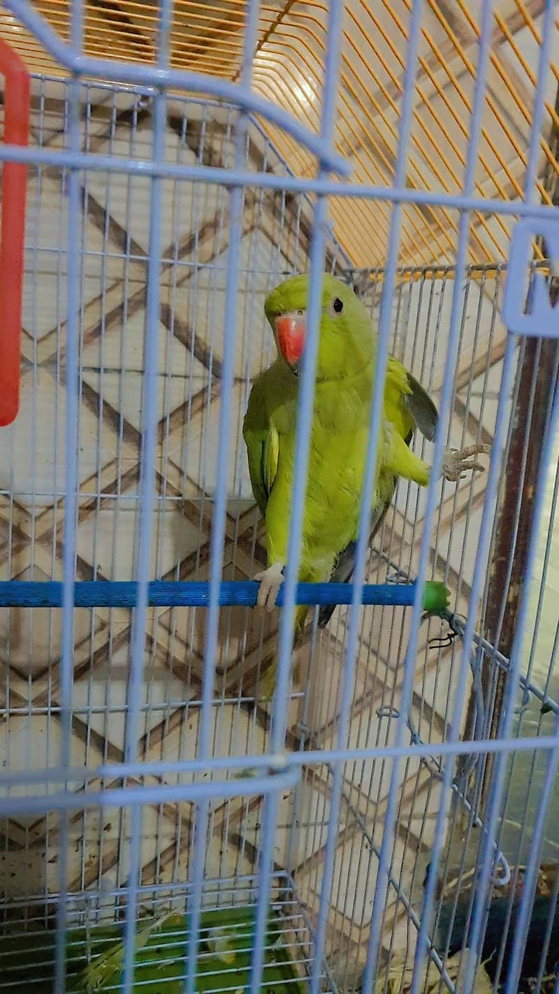 Green Ringneck 1
