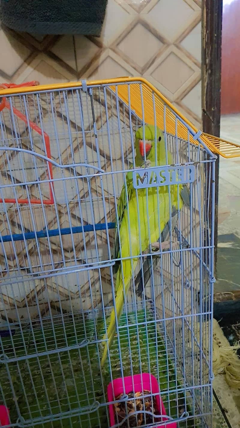 Green Ringneck 2