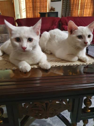 for sale