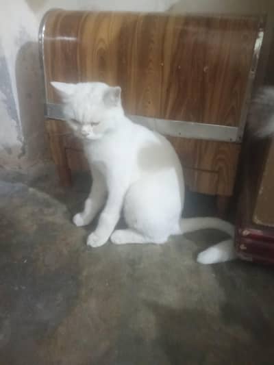 Persian pair reasonable price