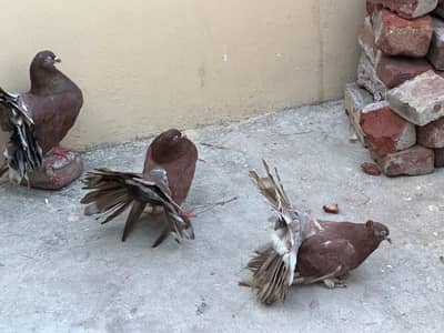 fantail