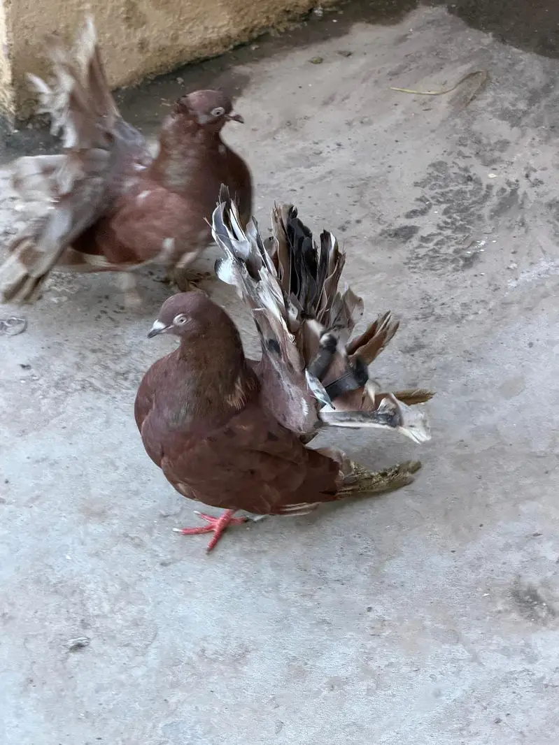 fantail — photo 3